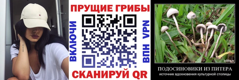 как найти закладки  Заозёрный  Псилоцибиновые грибы Cubensis 